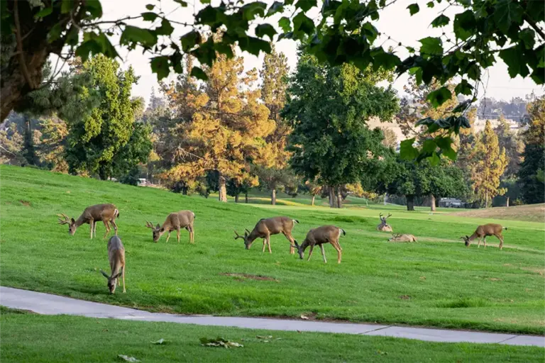 Marshall Canyon Golf Gallery